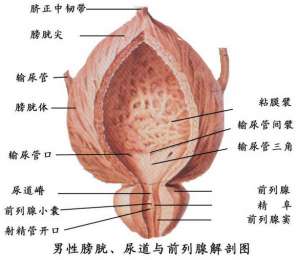 得了前列腺增生该怎么治疗